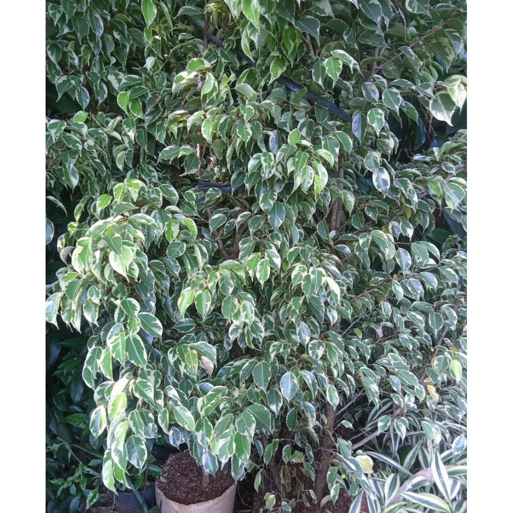 tanaman peneduh beringin putih/beringin putihr/tinggi 2 meter