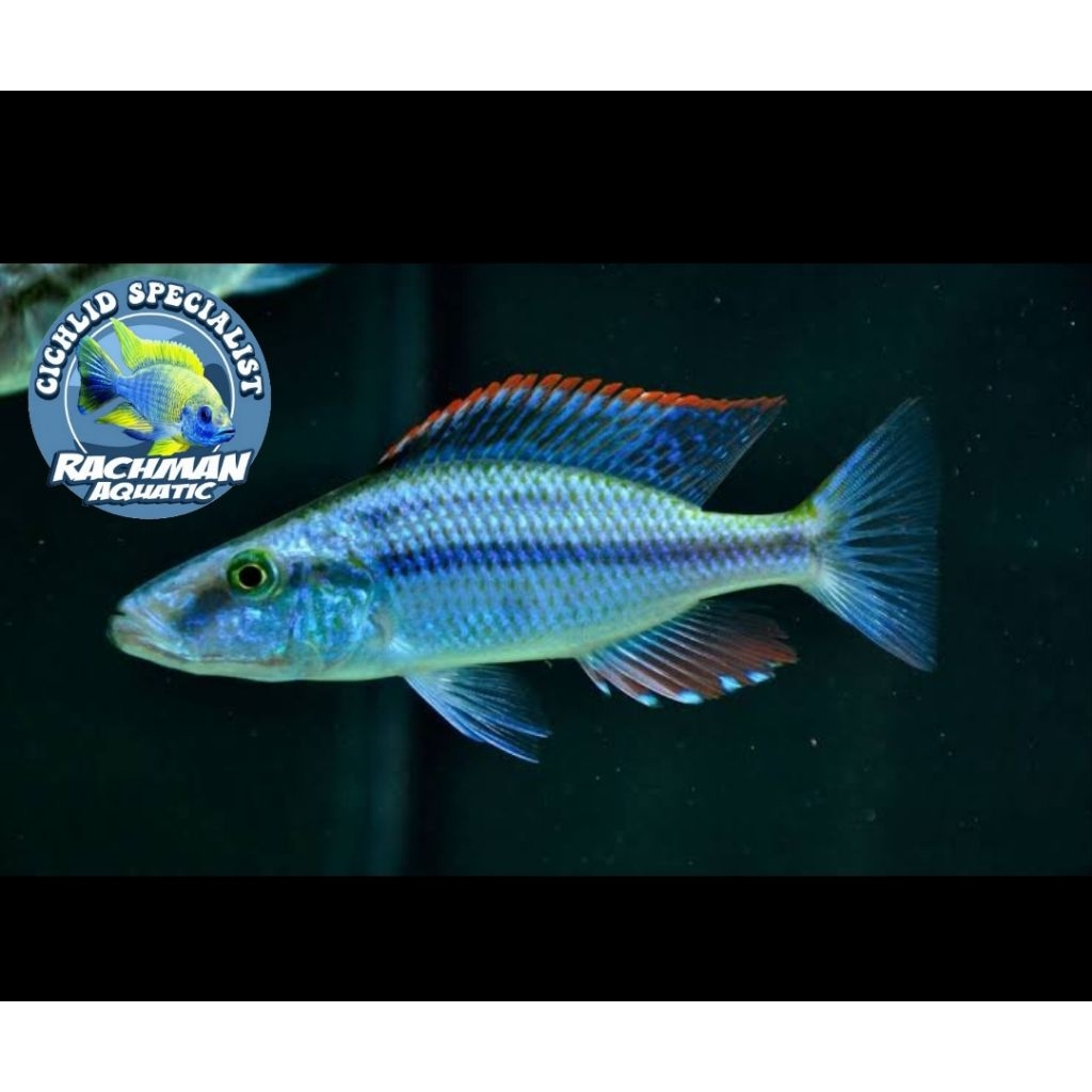 Jenderal Cichlid - Malawi Eyebiter (Dimidiochromis compressiceps)