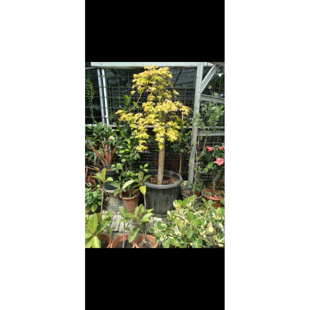Tanaman Hias Pohon Maple Golden Asli Big Size Real Pic