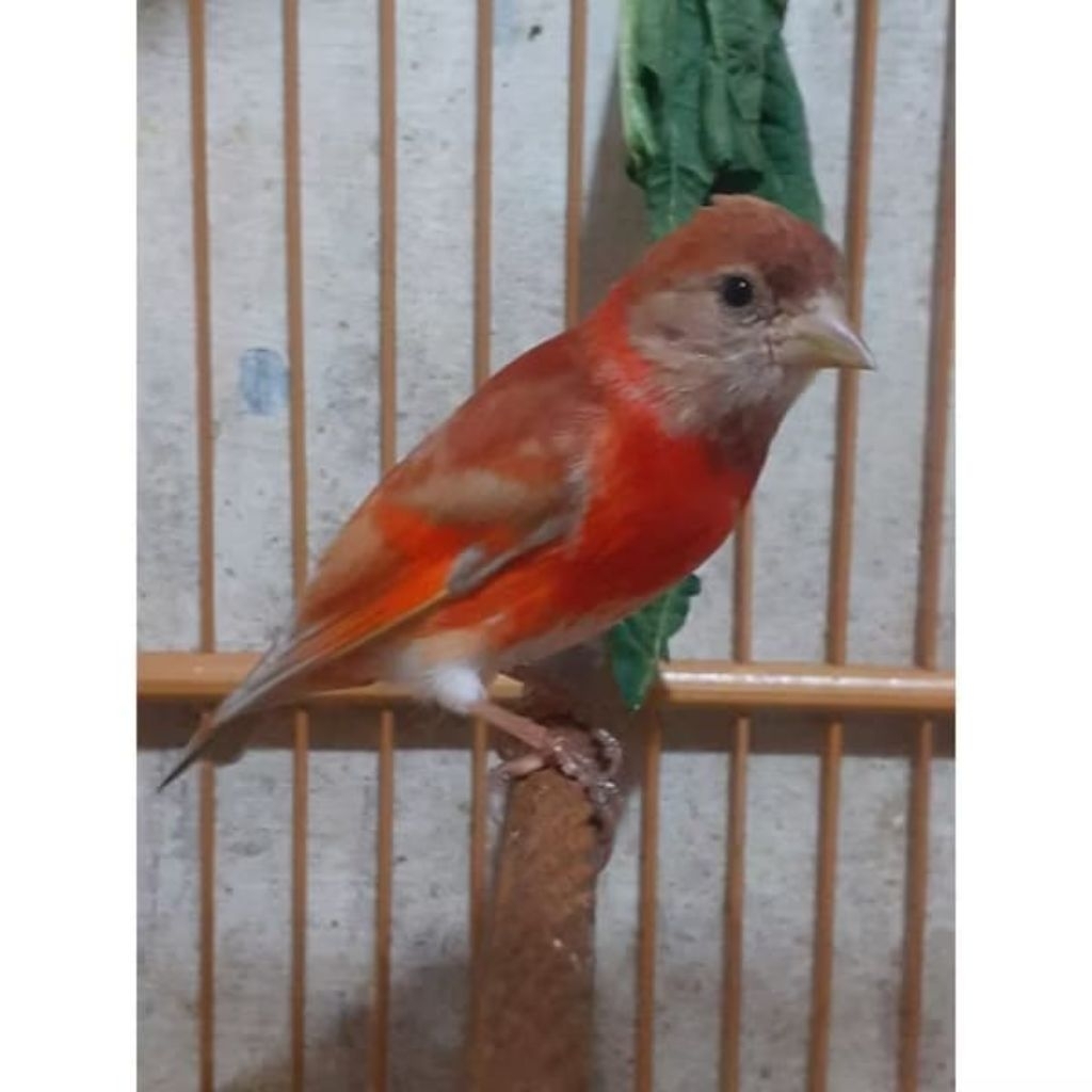 Burung Red Siskin Double Dilute Dewasa Jantan  pilihan rawatan