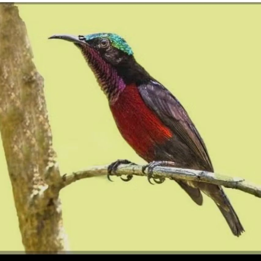 konin na tuna jantan