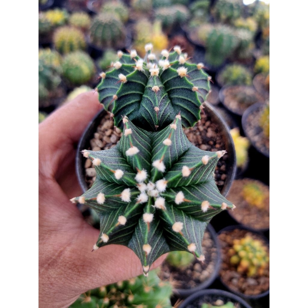 LB VOS 2141 DOUBLE HEAD FLUFFY DI POT 8CM FULL MELEBER OWNROOT//KAKTUS HIDUP//KAKTUS LUCU //KAKTUS M