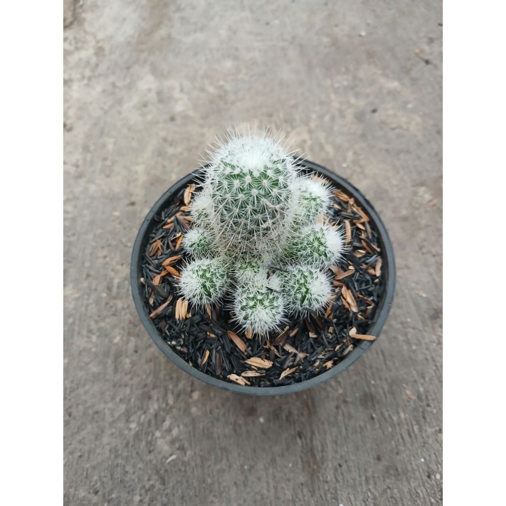 Kaktus mamil geminispina ownroot