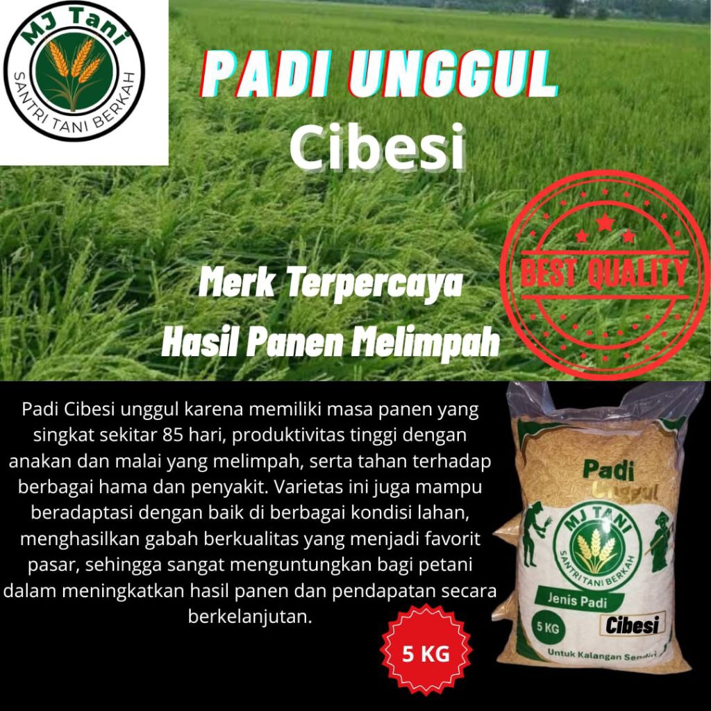 Bibit padi pilihan CIBESI bibit unggul dengan kemasan 5KG