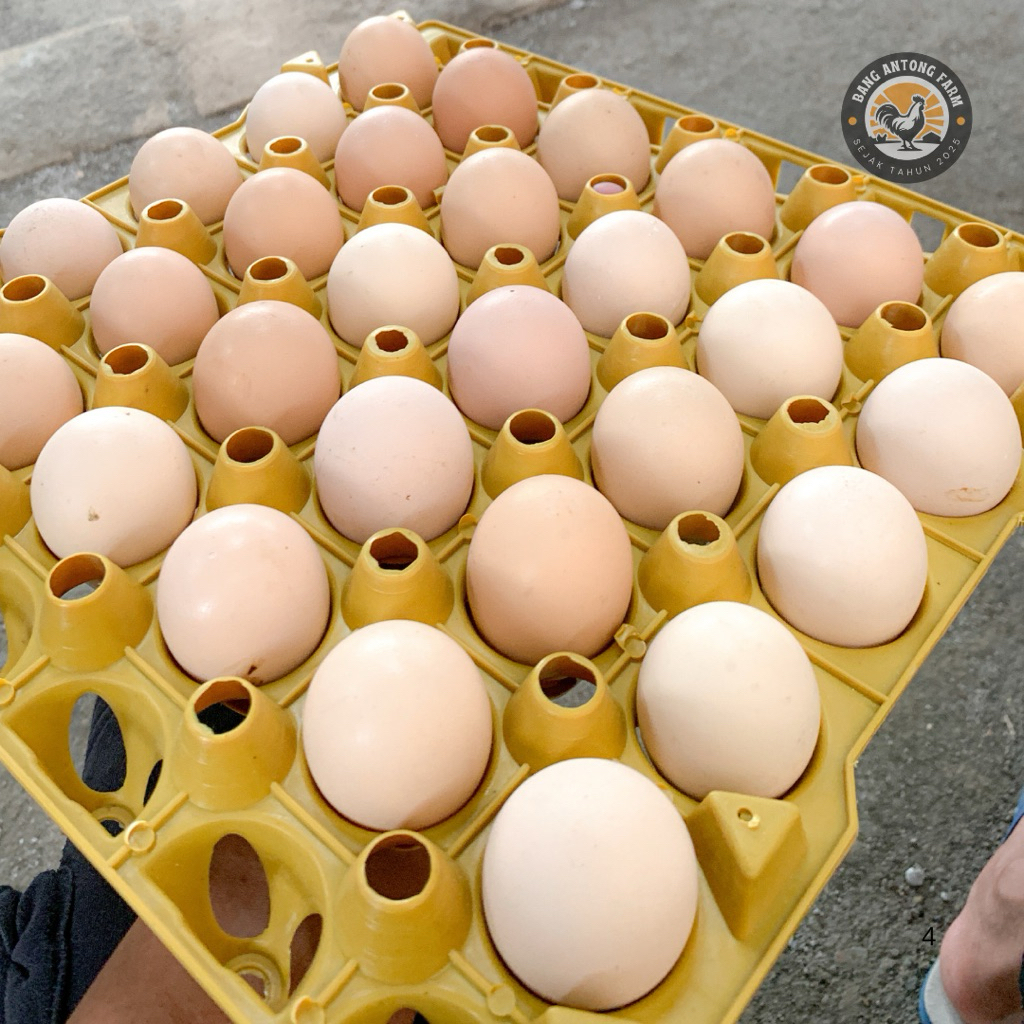 TELUR AYAM KAMPUNG UNTUK JAMU