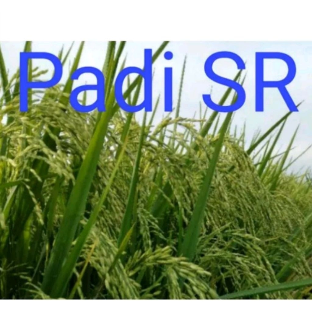 Benih padi SR 1kg