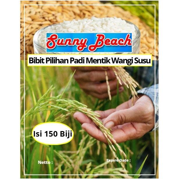 Bibit Pilihan Padi Mentik Wangi Susu | Biji Benih Padi Mentik Susu | Padi Mentik Wangi Aromatik