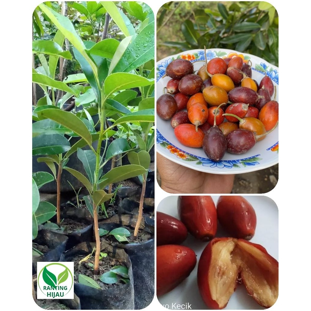 BIBIT BUAH SAWO KECIK ATAU SAWO JAWA