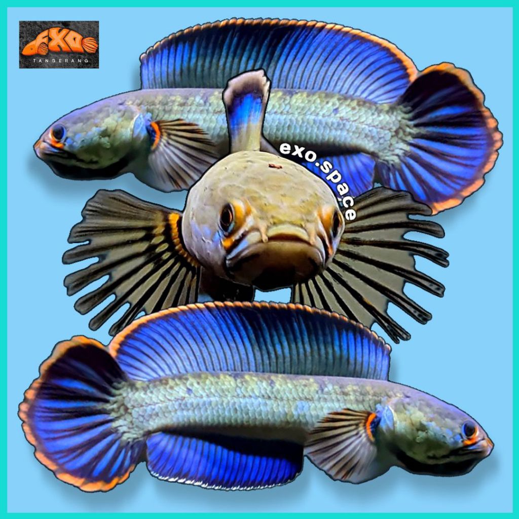 Channa Blue Bengal gondrong kualitas Grade A Plus