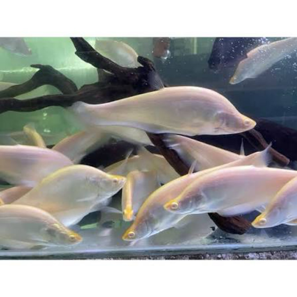 ikan hias belida albino 12cm / hiasan aquarium / ikan hias belida abino 11-12cm