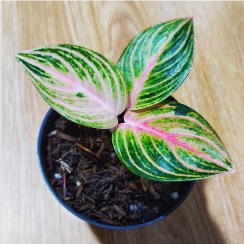Aglaonema Rinjani Ori