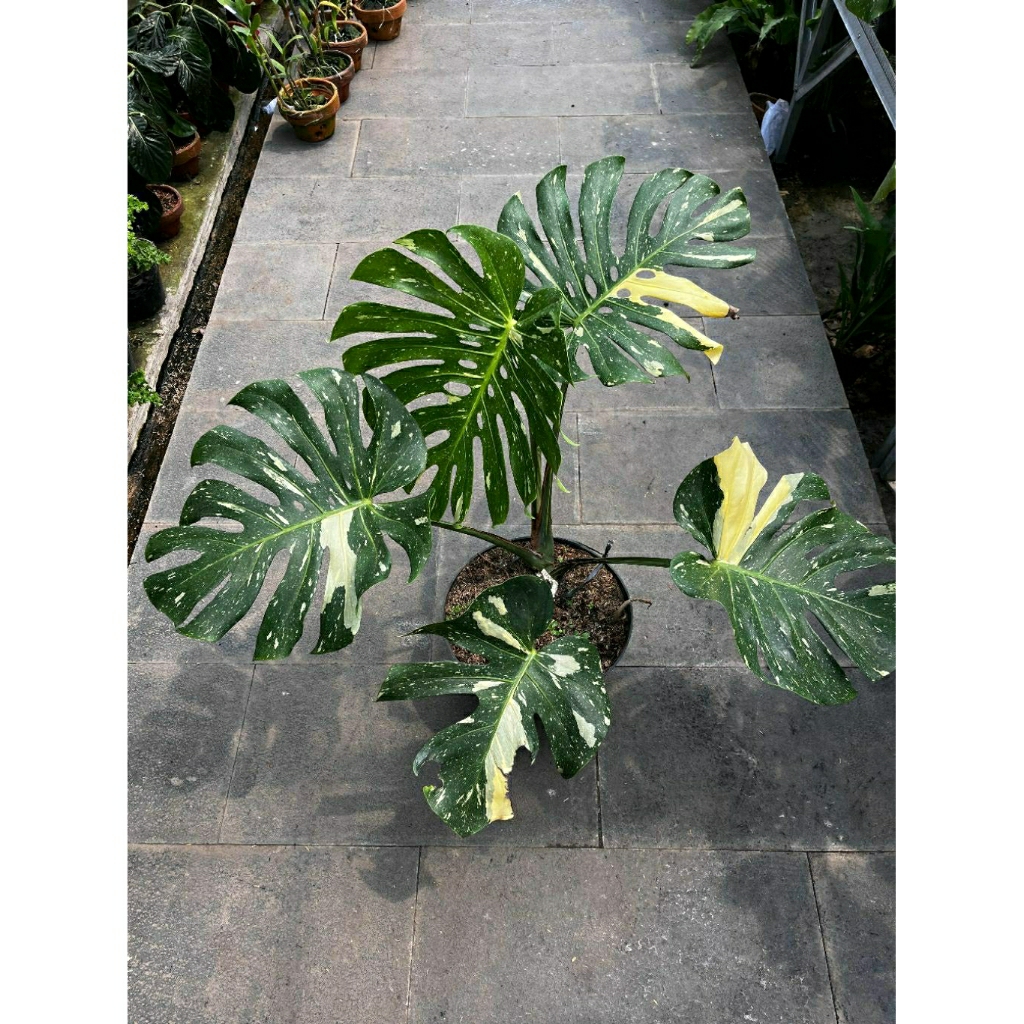 Monstera Thailand - Monthai - Tanaman Hias Monstera Varigata Thailand - Tanaman Hias Monthai Varigat