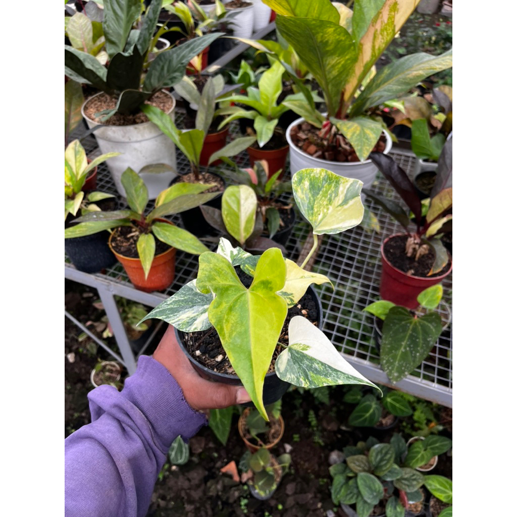 Anthurium Pterodactyl Varigata Mewah - Tanaman Hias Anthurium Pterodactyl Varigata Corak Mewah - Ant