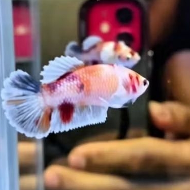 cupang Dumbo ear multi betina