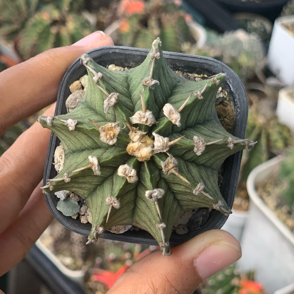 gymno LB2178 12ribs om (kaktus gymnocalycium LB 2178 ori 12 ribs tanaman hias hidup gurun