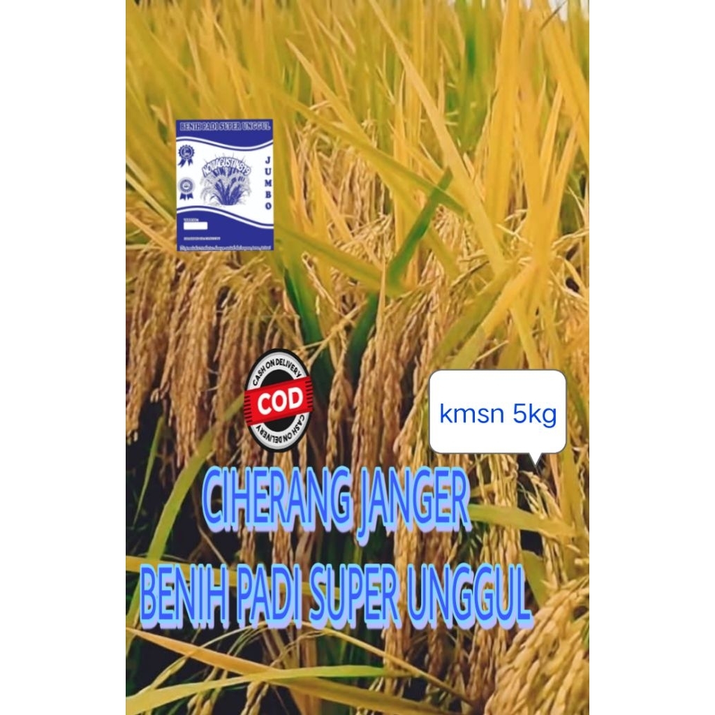 BENIH PADI SUPER UNGGUL CIHERANG JANGER KMSN 5KG