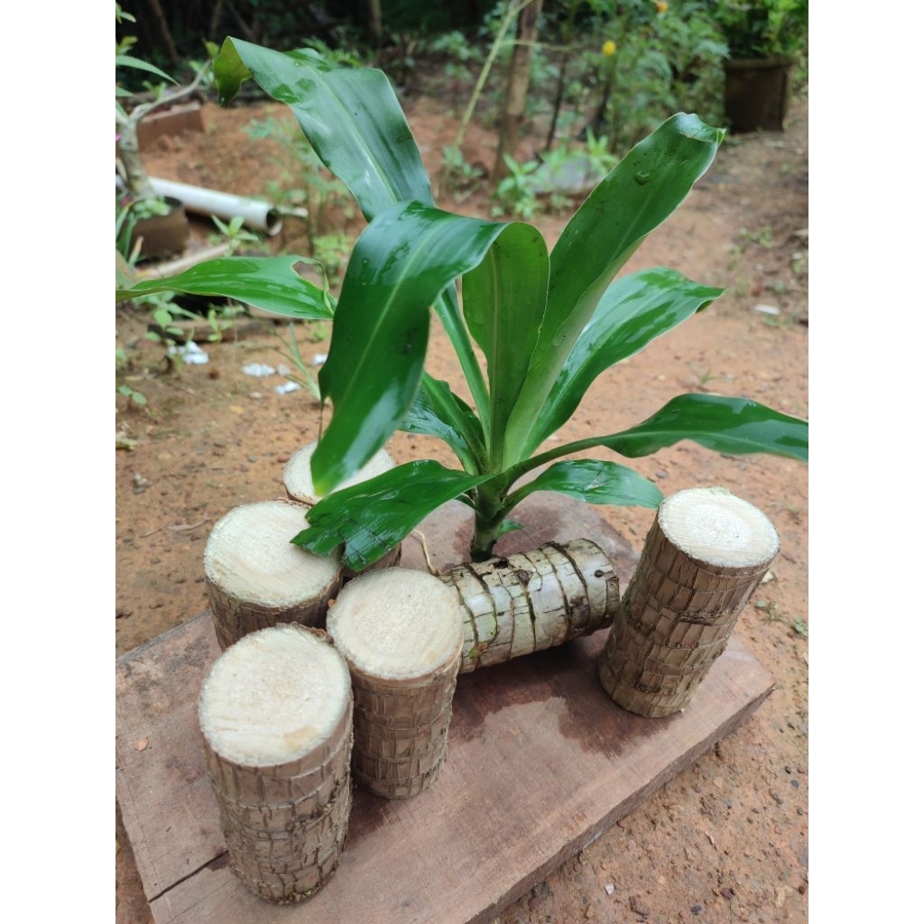 Hanjuang Hijau Dracaena - Bahan Bonsai - Hanjuang Hijau Bonsai