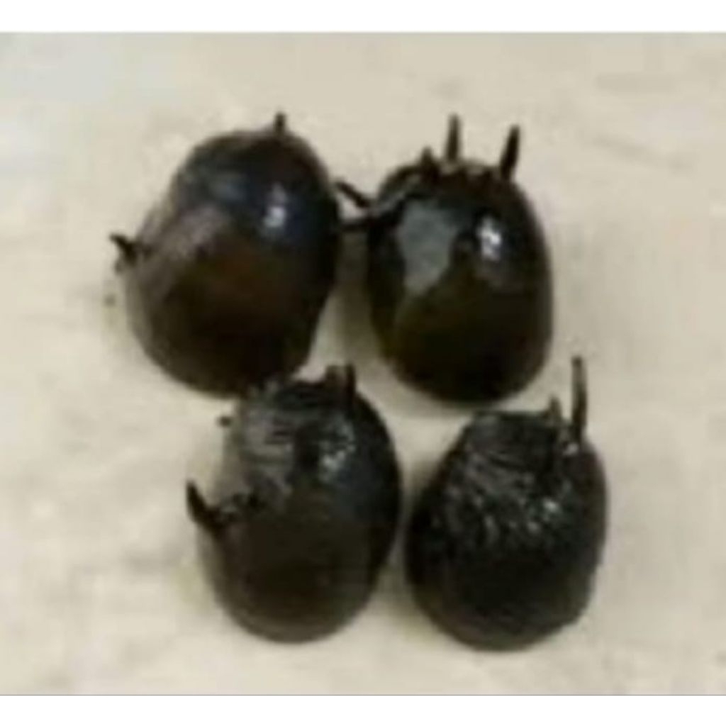 Keong Hias Air Tawar Jenis Tanduk Hiasan Akuarium