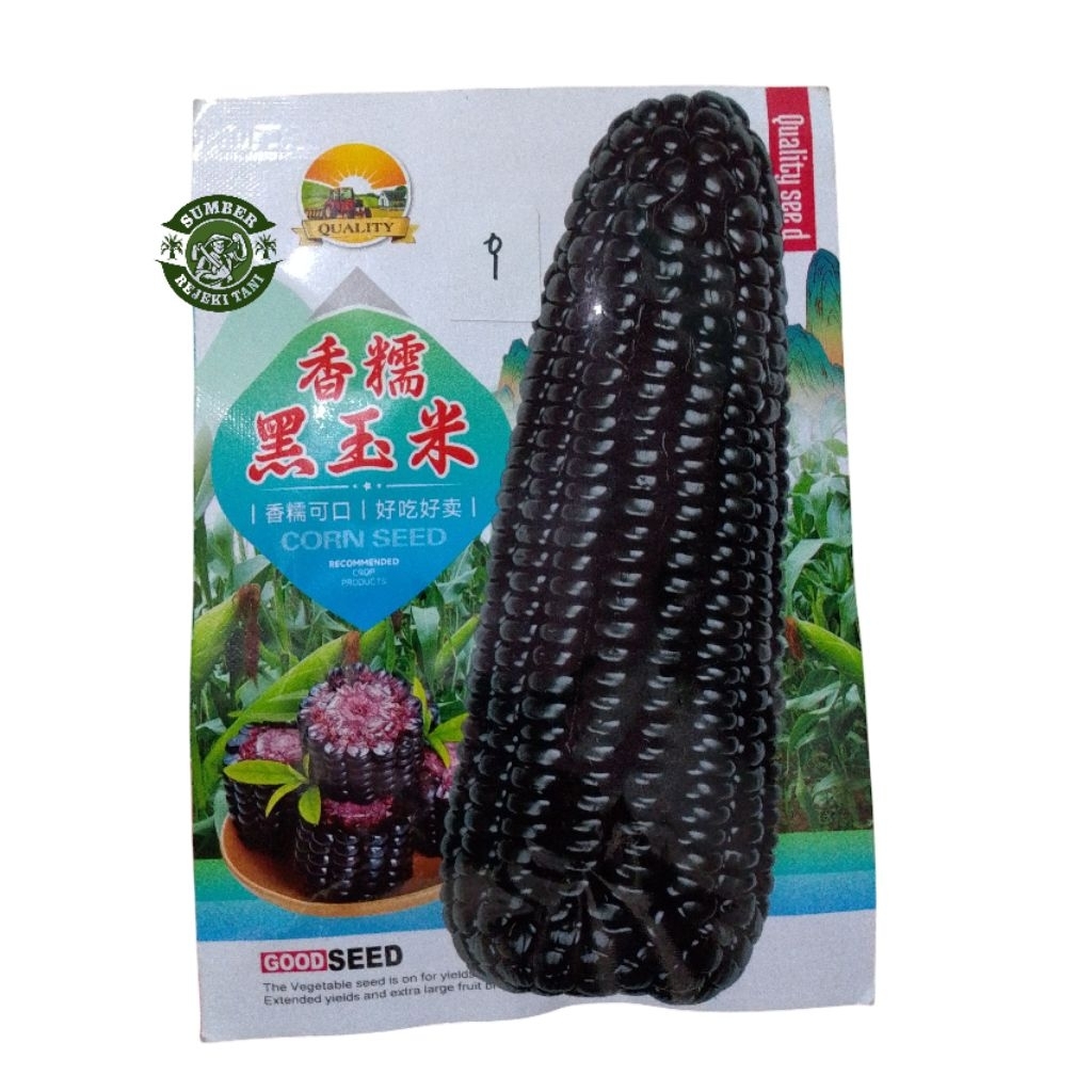 Benih Jagung Ketan Hitam Cina