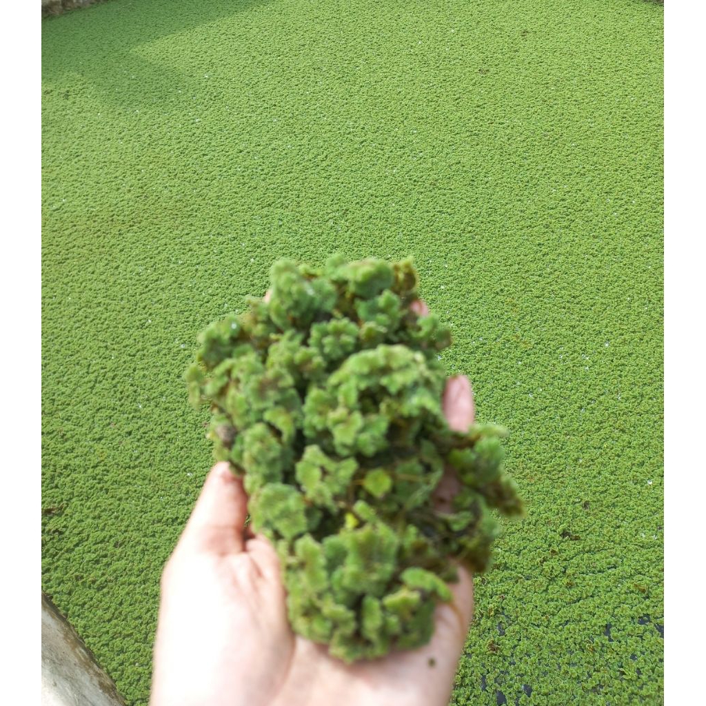 Bibit Azolla Micropylla Azolla 1kg Pakan Ternak