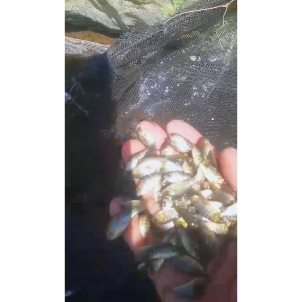 bibit nila hitam jenis kekar ukur 1,2,3cm  isi 10ekor