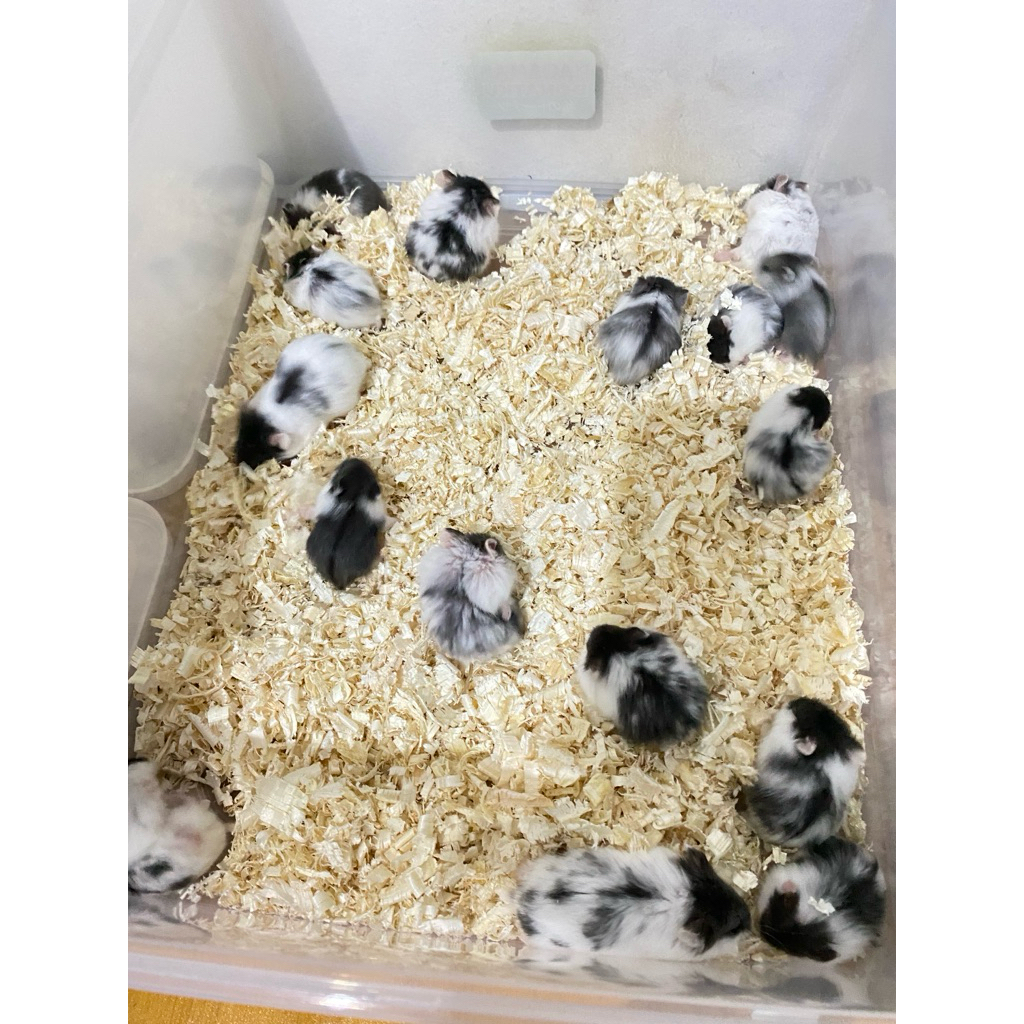 Hamster Cambell Panda