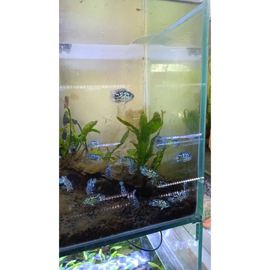 IKAN air tawar Blue jack damsey