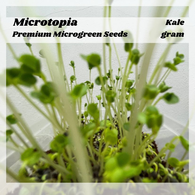 Benih Kale - Premium Microgreen Seeds - 10 gram