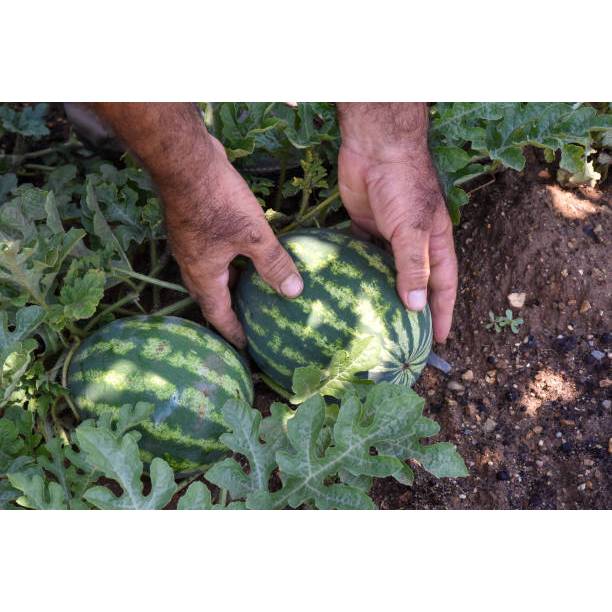 ADA BONUS - Bibit Semangka Non Biji