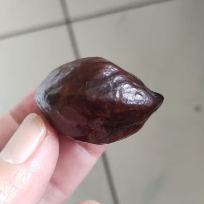 Kemiri Adu Muncang Adu LK Ori Urgen Matang