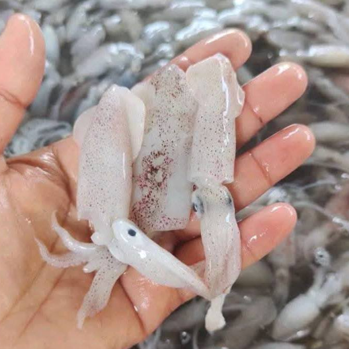 Cumi 1Kg Cumi Segar Cumi Basah Baby Cumi Segar Baby Cumi Basah Cumi Kecil Seafood Segar Cumi Cumi Se