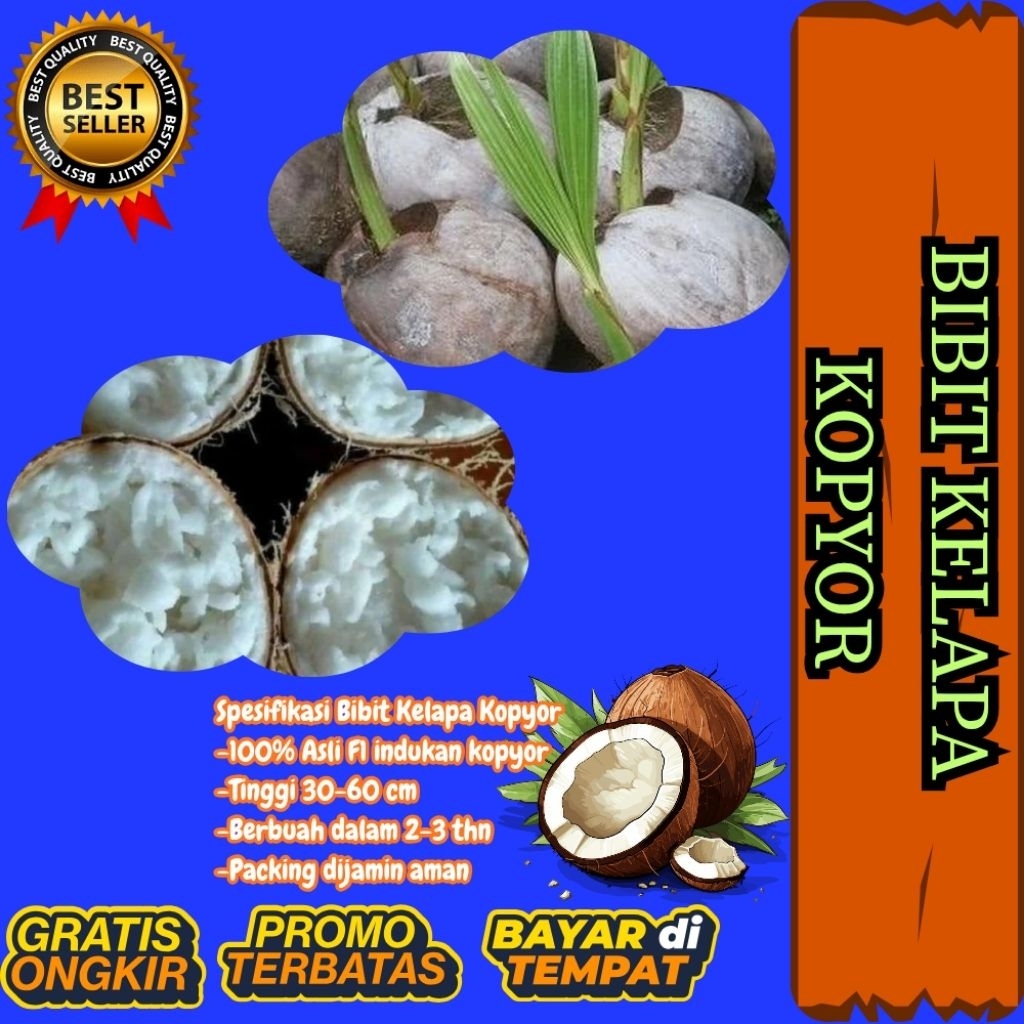 KUALITAS UNGGULAN  Bibit Kelapa Kopyor Madu, Bibit Kelapa Kopyor Super, Bibit Kelapa Kopyor Terdekat