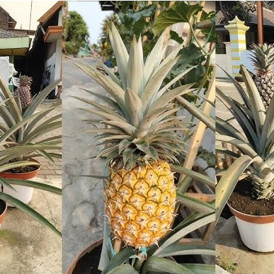 bibit nanas madu per bibit - nanas manis