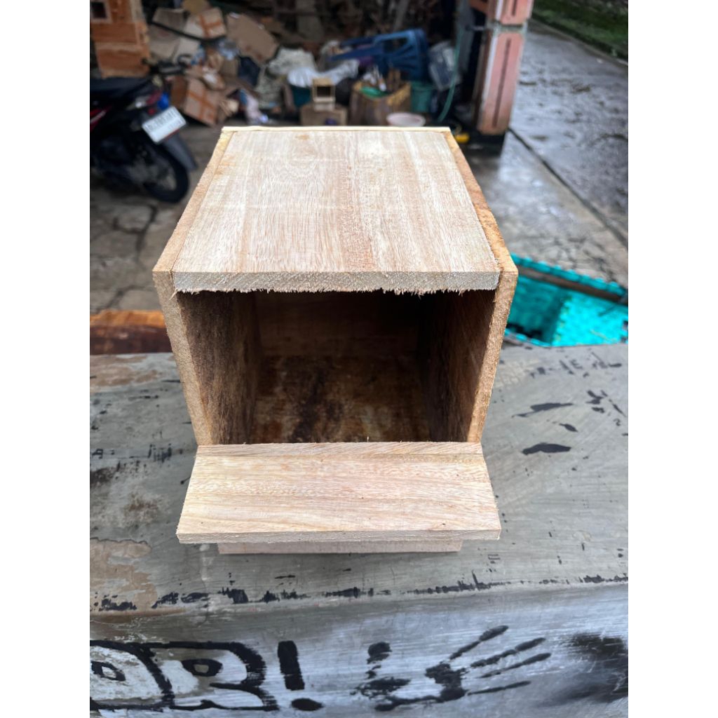 Glodok Burung Murai Model Pintu Belakang Free Sarang Daun Cemara.