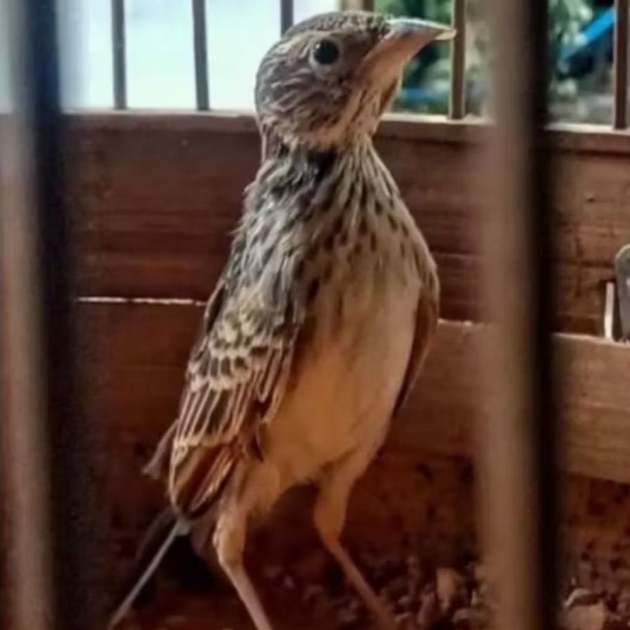 BURUNG BRANJANGAN JANTAN PILIHAN