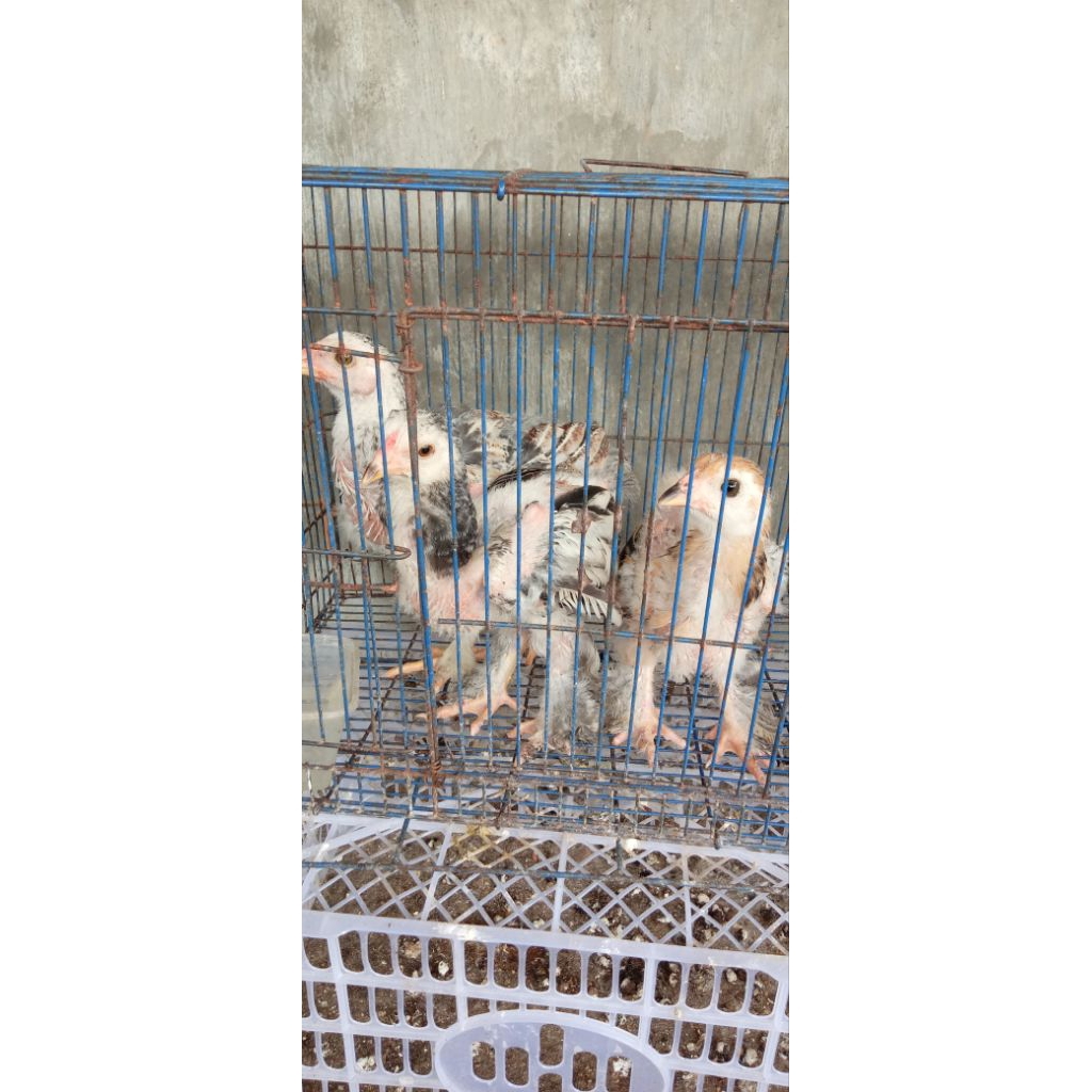 anakan ayam brahma ori