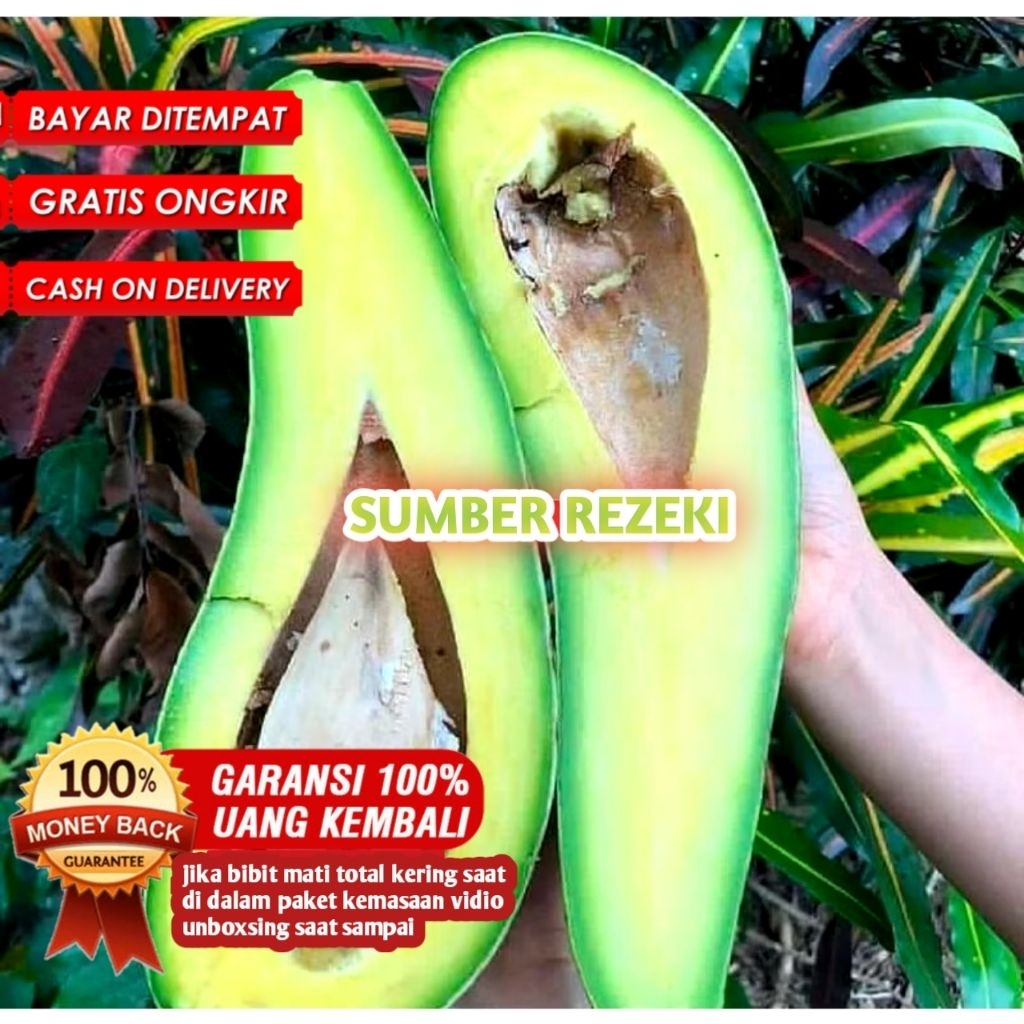 Bibit Alpukat Aligator Super Genjah