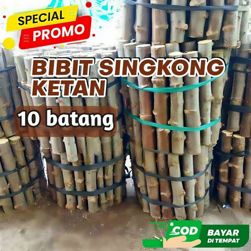 Bibit Pohon singkong ketan siap tanam - Per 10 batang