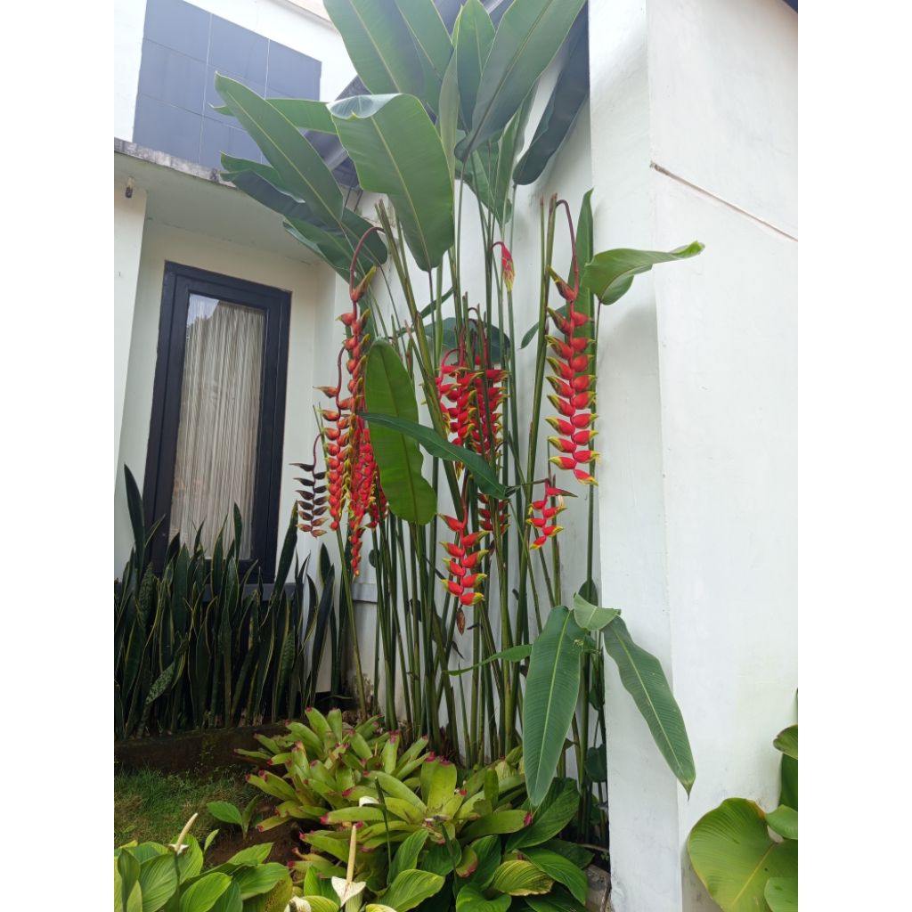 Tanaman pohon pusang pisangan heliconia rostrata
