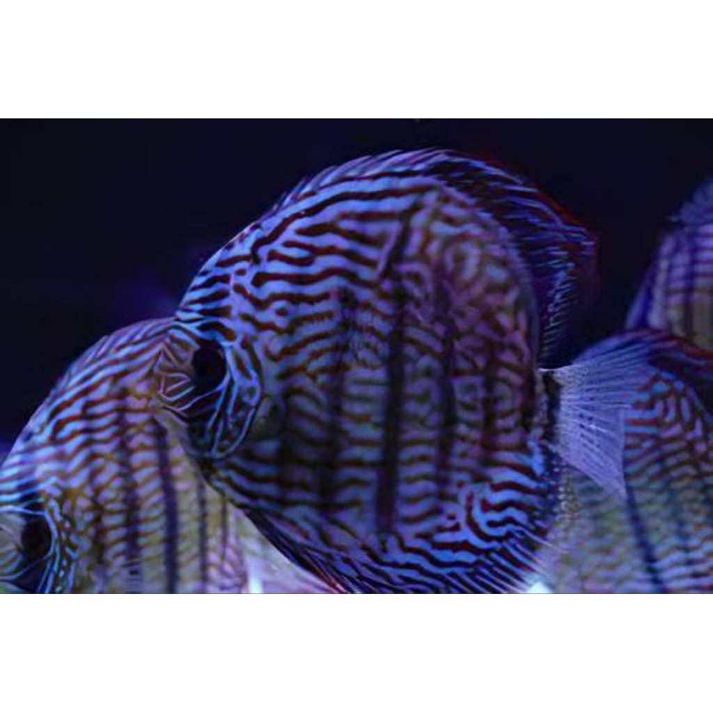 discus (blue dragon)