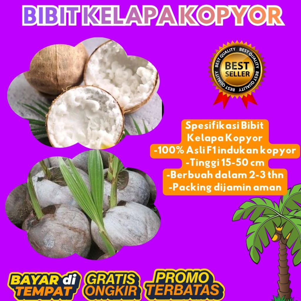 KUALITAS TERBAIK  Bibit Kelapa Kopyor Kultur Jaringan