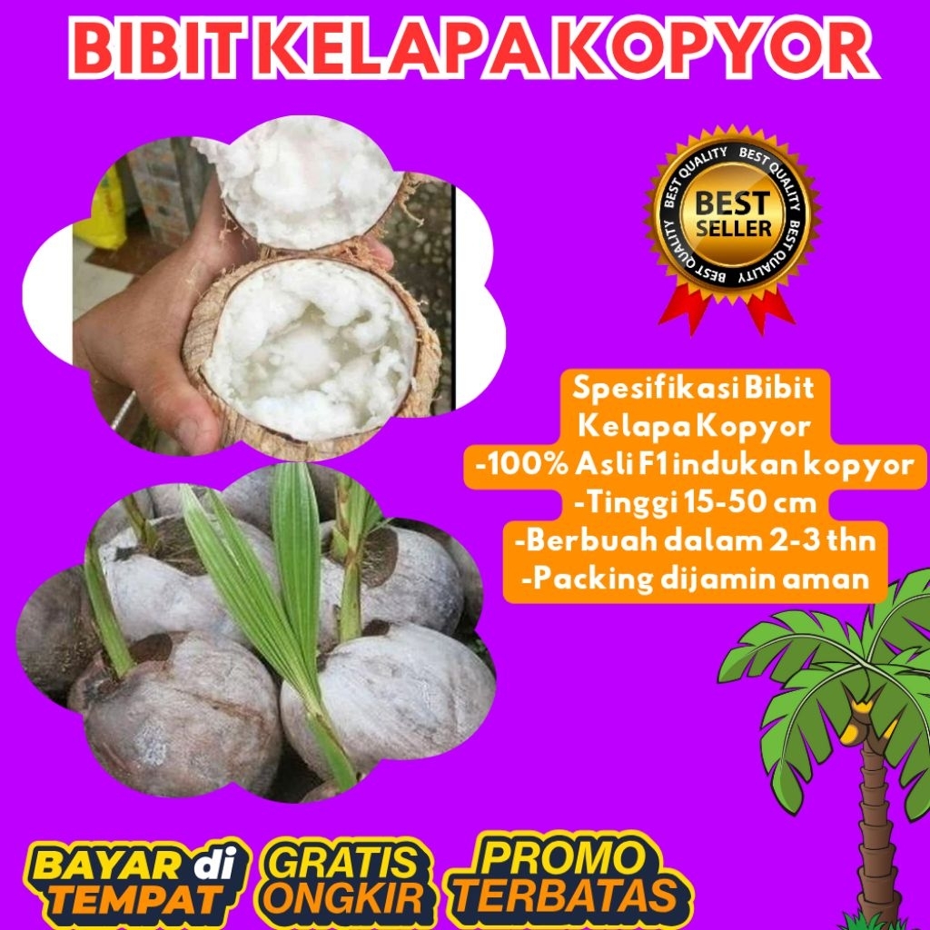 TERPERCAYA  Bibit Kelapa Kopyor Trubus
