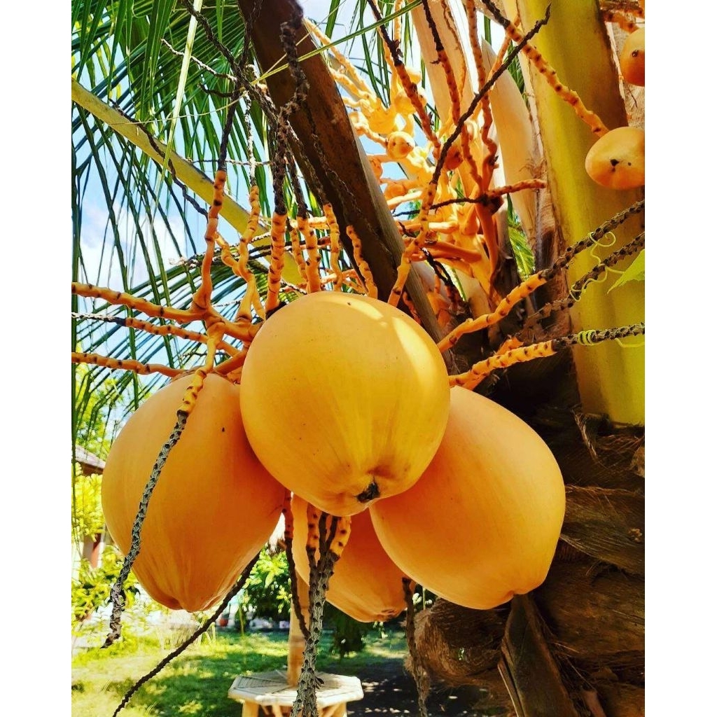 Degan Muda / Kelapa Kuning 1 Biji.. (Obat Mual)