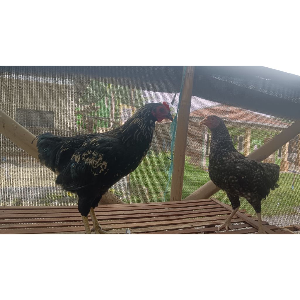 Ayam Blackpermud BP2 umur 2,5 bulan