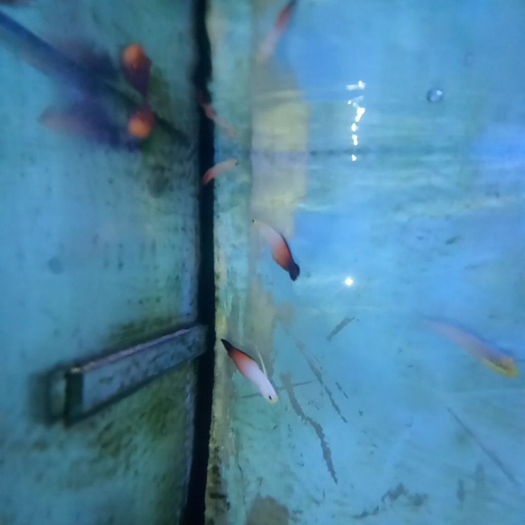 Ikan Laut Roket Anten Merah