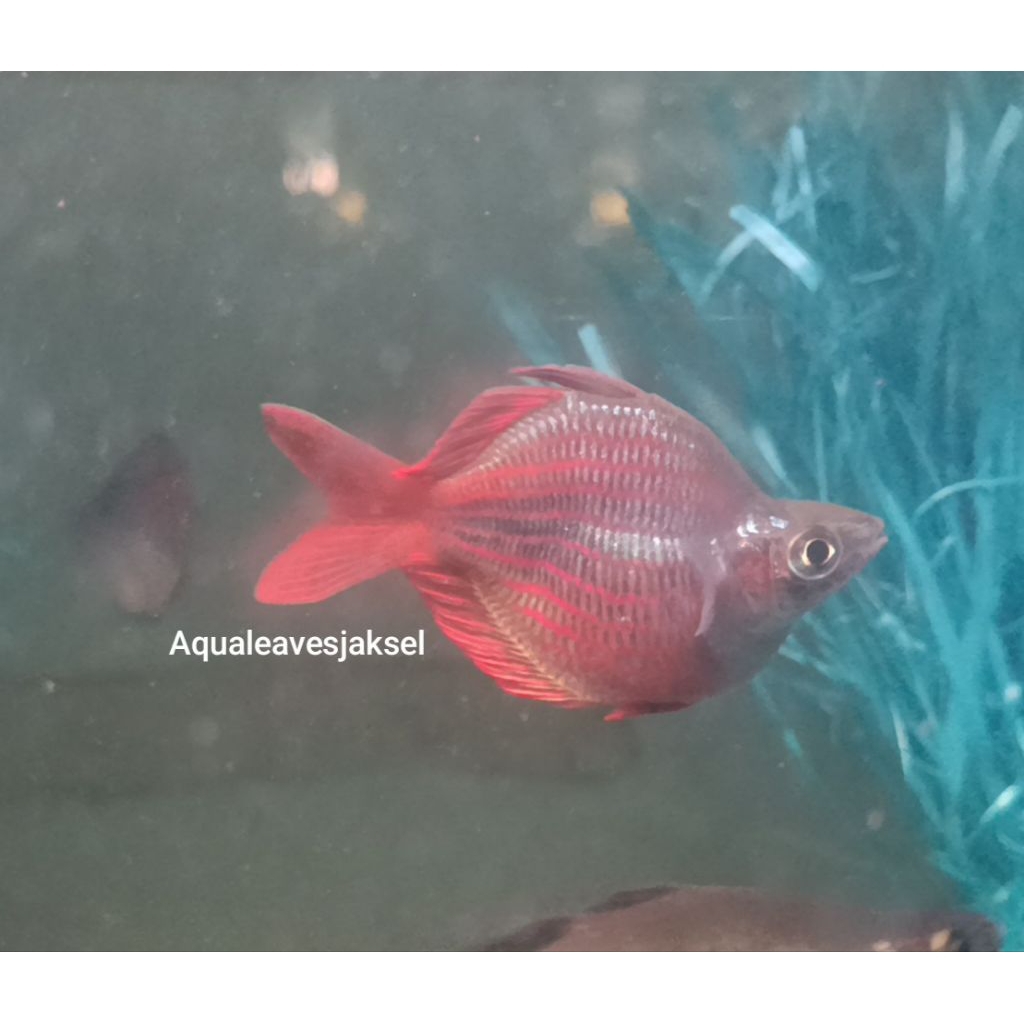 ikan rainbow trifasciata balon jantan top grade
