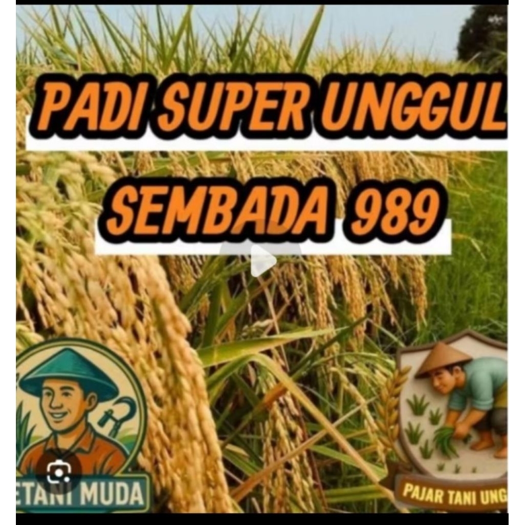 Benih bibit padi SEMBADA 989  Kemasan 1 Kg