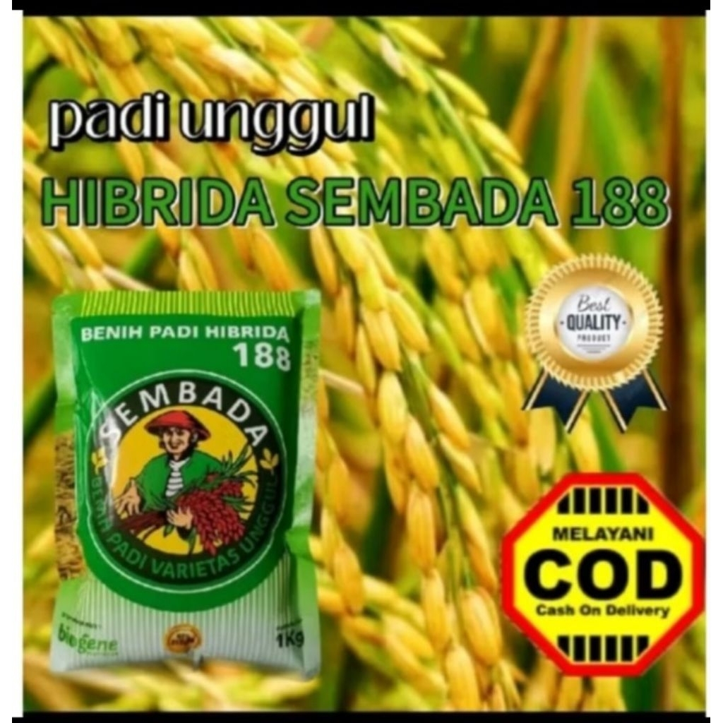 Benih Bibit padi Sembada 188 kemasan 1 Kg