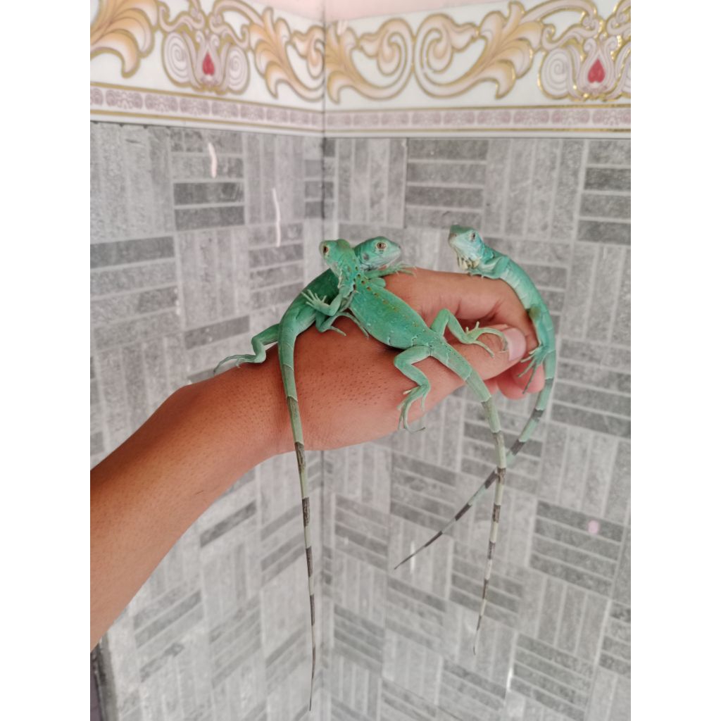 BLUE IGUANA BABY