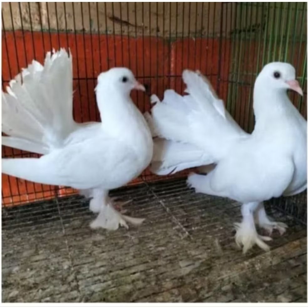 BURUNG MERPATI KIPAS SATUAN